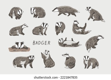 Badger Forest Animal Vector Illustrations Set.