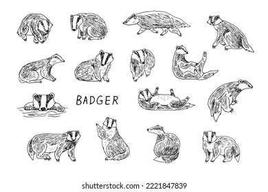 Badger forest animal vector line illustrations set.