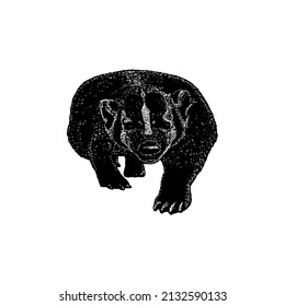 badger hand drawing vector illustration isolated on white background