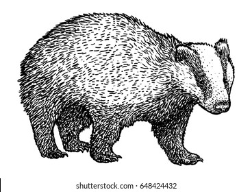 Badger illustration, drawing, engraving, ink, line art, vector