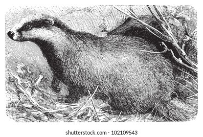 Badger (Meles taxus) / vintage illustration from Brockhaus Konversations-Lexikon 1908