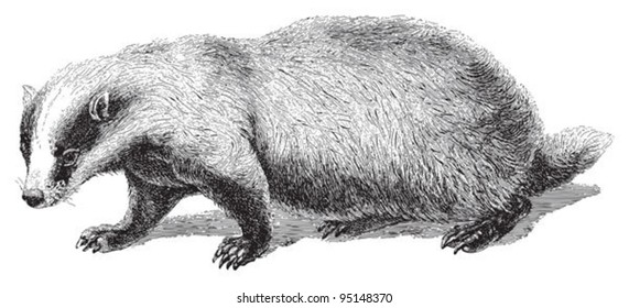 Badger (Meles Taxus) / vintage illustration from Meyers Konversations-Lexikon 1897