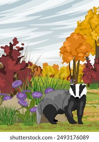 Badger on the field in autumn. Wild animals of Europe and America. Realistic vector vertical landscape	