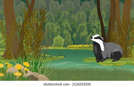 Badger on the shore of a forest swamp. Dark summer forest with shrubs and yellow flowers. Realistic vector landscape