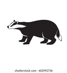 Badger on short legs isolated on white background. Forest animal with black and whitey coat. Vector illustration of brock species of mammal