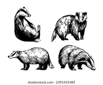 Badger. set of realistic illustrations. Vector sketch, isolated black outlines