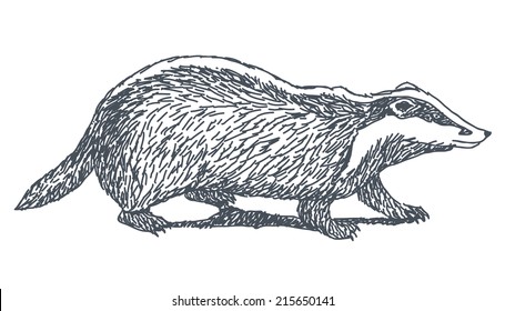 848 Badger sketch Images, Stock Photos & Vectors | Shutterstock