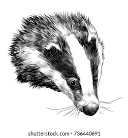 badger sketch head vector graphics color picture