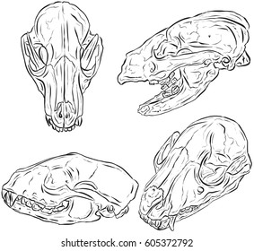 Badger Skulls Line Art Illustration Vector