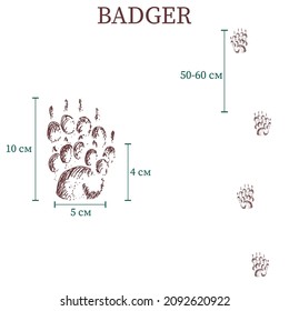 badger steps, footprint, trail. squirrel tracks. Typical footprints 