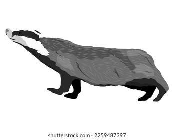 Badger stuck his head up. Forest wild animals of Europe. animal vector