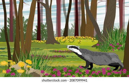 Badger in the summer forest. Tall deciduous trees and blooming dandelions and clovers. Realistic vector landscape