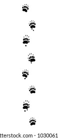 Badger tracks. Typical footprints with long claws - isolated black icon vector illustration on white background.