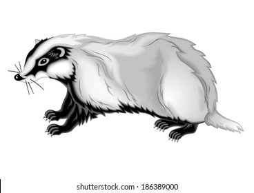 Badger vector