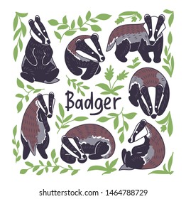 Badger vector illustration. Hand drawn set in different poses. Square composition with leaves and lettering "Badger".