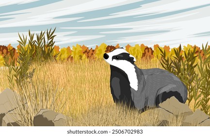 Badger walks through an autumn field with dry grass. Wild animals of Europe and America. Realistic vector landscape