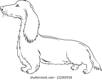 Badger-dog in action on white background