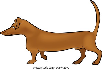 Badger-dog on white background   