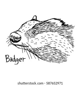 badger's head - vector illustration sketch hand drawn with black lines, isolated on white background