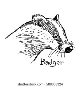 badger's head - vector illustration sketch hand drawn with black lines, isolated on white background