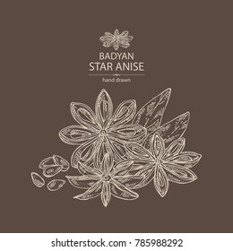 Badyan, star anise: fruit, star anise seeds and leaves. Vector hand drawn illustration.