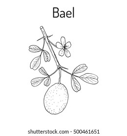 Bael (Aegle marmelos), or Bengal quince, golden apple, Japanese bitter orange, stone or wood apple, medicinal plant. Hand drawn botanical vector illustration