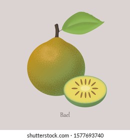 Bael exotic juicy fruit whole and cut. Vector isolated icon Aegle marmelos, Bengal quince on grey background. Tropical edible food