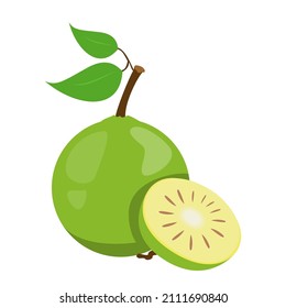 Bael tropical fruit vector isolated. Exotic plant, green juicy product. Natural healthy fruit, slice of a bael.