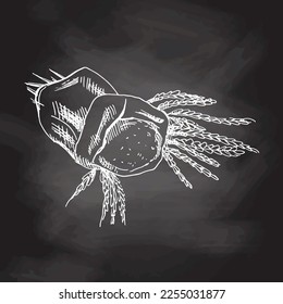 Bag with flour and spikelets of wheat sketch drawing. Vector hand drawn bakery Illustration. Chalkboard vector hand drawn Illustration.  Detailed retro style images. Vintage sketch for labels. 