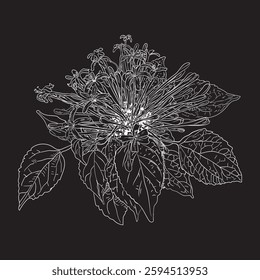 Bagawak morado clerodendrum linocut vector drawing illustration 