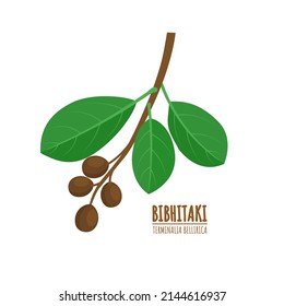 Bahera or bibhitaki, beleric or bastard myrobalan (Terminalia bellirica), medicinal plant. Ayurvedic herb. vector illustration.