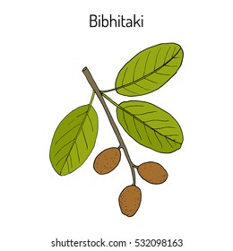 Bahera, or bibhitaki, beleric or bastard myrobalan (Terminalia bellirica), medicinal plant. Hand drawn botanical vector illustration