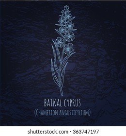 Baikal Ã?Â�yprus illustration in doodle style. Vector monochrome sketches with geometric pattern and inscription on dark blue background.