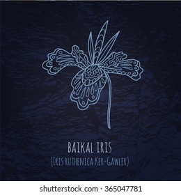 Baikal iris illustration in doodle style. Vector monochrome sketches with geometric pattern and inscription on dark blue background.