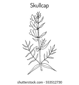 Baikal skullcap (scutellaria baicalensis) - medicinal plant. Hand drawn botanical vector illustration