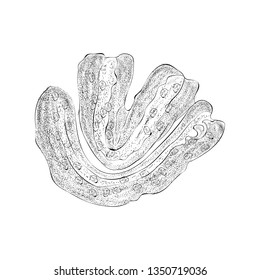 Bakarkhani illustration, hand drawn vector 