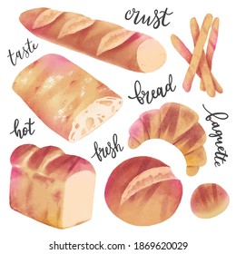 Bakery collection , realistic hand drawn illustration, various kinds of bread, crusty italian ciabatta and japanese milk bread, flaky criossant and french baguette, fresh buns isolated, vector icons. 