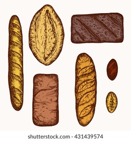 Bakery vector set. Collection of bread - hand drawn detailed ink illustration, isolated on white background. Baguettes, bread loafs, bran bread, white bread. Elements for design menu, package, poster