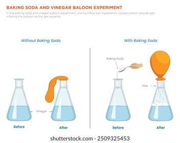 En el experimento del globo de bicarbonato de sodio y vinagre, la mezcla de estos dos ingredientes crea dióxido de carbono gaseoso, inflando el globo a medida que el gas se expande.