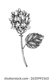 Bakuchiol sketch. Hand drawn botanical illustration. Natural retinol, facial skincare, and organic cosmetics design elements. NOT AI generated