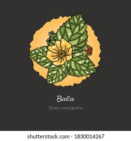 Bala - sida cordifolia. Ayurvedic medicine. Collection "Health and Nature". Vector illustration.