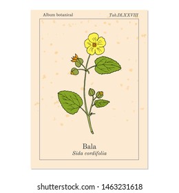 Bala (sida cordifolia), or country mallow, flannel weed, medicinal plant. Hand drawn botanical vector illustration