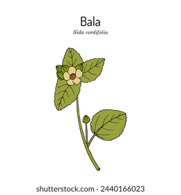 Bala (sida cordifolia), or country mallow, flannel weed, medicinal plant. Hand drawn botanical vector illustration