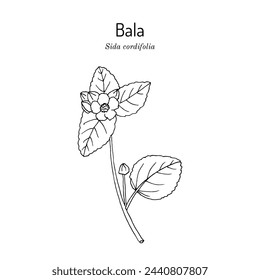 Bala (sida cordifolia), or country mallow, flannel weed, medicinal plant. Hand drawn botanical vector illustration