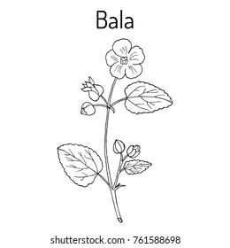 Bala (sida cordifolia), or country mallow, flannel weed, medicinal plant. Hand drawn botanical vector illustration