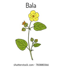 Bala (sida cordifolia), or country mallow, flannel weed, medicinal plant. Hand drawn botanical vector illustration