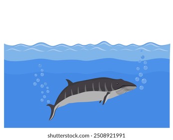 Balaenoptera omurai on a white background.