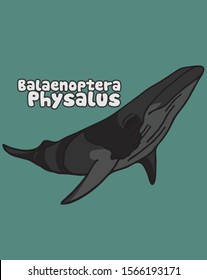 "BALAENOPTERA PHYSALUS" hand sketches whale type, vector design