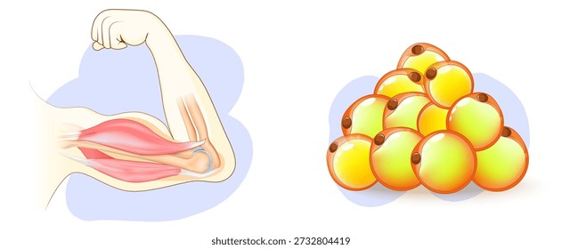 Equilibrio entre músculo y tejido graso. Concepto sobre pérdida de peso, vida saludable, estado físico y dieta. Equilibrio músculo-graso. Composición corporal. Relación de masa magra. Ilustración vectorial. Diagrama médico