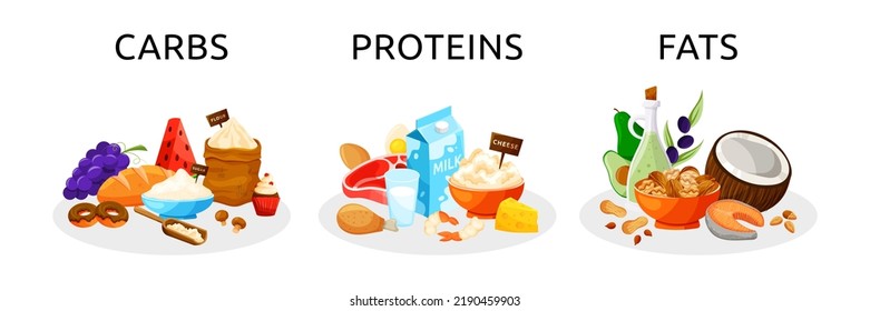 Balance Food Diet. Fats Or Proteins. Carbs Meal. Vegetable And Carbohydrate. Healthy Ingredients Complex. Nutrients In Digestion. Macronutrient Category. Vector Cartoon Illustration